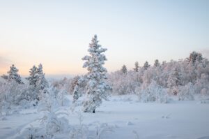 受験生の風邪予防にエキナセアの効果はどれほど期待できる？