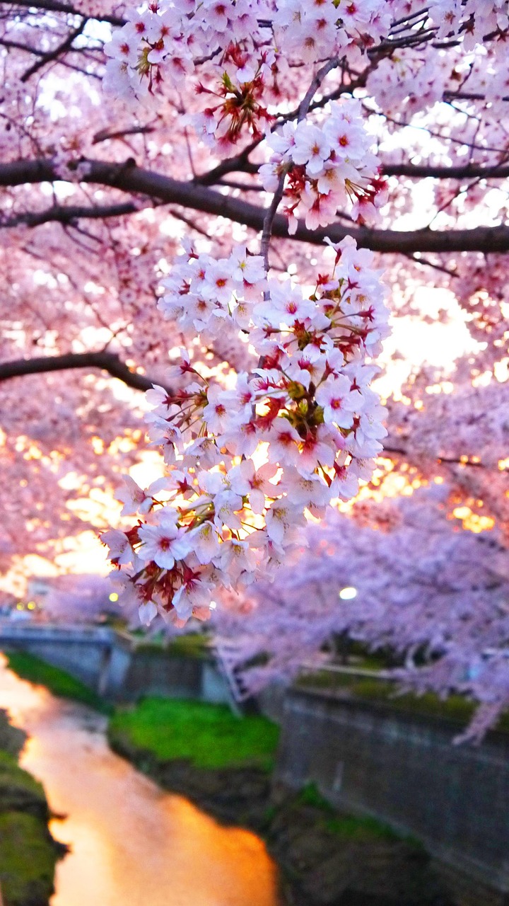 受験生が風邪予防をしながら手作りお弁当を作るポイントは？