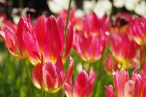 受験生のメンタルケアに効果的な受験直前にやるリラックス法は？