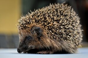 受験生がメンタルと体調のバランスを崩したときのサインとは？